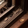 Zašto ih sada ima toliko: Smrdibube masovno ulaze u kuće, a razlog je jednostavan - ovako ćete ih se najlakše otarasiti