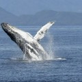 VIDEO: U Australiji spasen grbavi kit zarobljen u mreži za ajkule