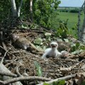 Izleglo se čak sedam ptića orlova krstaša, najugroženije vrste ptica u Srbiji