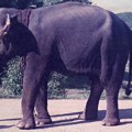 Svetski dan slonova: „Moja specijalna veza sa krdom sa kojim sam odrastao"