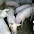 Borba protiv svinjske kuge Ubijeno 31.400 svinja, uskoro odjava zaraze u pet mesta