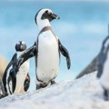 Afričkim pingvinima preti izumiranje