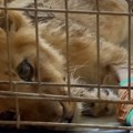 Zbog bahatih i sebičnih kiki sada pati Zoo vrt na Paliću o lavici: Ovakve životinje ne mogu da se drže kao ljubimci