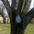 FOTO Zaštita drveća u Novom Sadu: Tretmani i "plombe" za dva koprivića u Molinarijevom parku