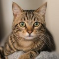 Britanski naučnici otkrili koje mačke žive najduže