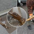 Nišlije prijavile da su na ulici videli krokodila: Službe izašle na lice mesta, pa usledio šok (Video)
