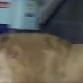 Jezive scene stižu iz Turske Lav pobegao iz zoo-vrta napao radnika i teško ga povredio (video)