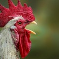 Terase i balkoni često kriju neočekivane prizore Zaboravite na cveće i ležaljke: U ovom komšiluku je prava farmu živine!
