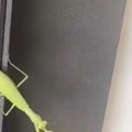 (Video): Beograđanka udomila bogomoljku, brinula o njoj kao o pravom kućnom ljubimcu: "Na dan kad je došla, donela mi je lepe…