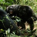 Kako to rade naši najbliži rođaci: razdor i rat kod šimpanzi