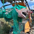 Ajkula od 5 metara pronađena mrtva na plaži: Morski džin ozbiljno zbunio naučnike, bio je zdrav kao dren!