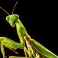 U zagrljaju bogomoljke mužjak je hrana: Anatomija i navike predatora