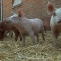 Afrička kuga svinja do sada potvrđena u 32 opštine u Srbiji