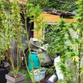 U Kragujevcu otkrivena laboratorija za proizvodnju marihuane