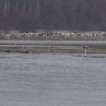 Konji i krave zarobljeni na Krčedinskoj Adi: Dunav ih iznenadio dok su bezbrižno pasli, sad gladuju