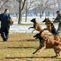 Vojska Srbije prodaje službene pse koji su izgubili radnu sposobnost: Cena simbolična, evo i ko ih najčešće kupuje!
