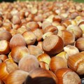 Investicije počele da rastu: Kompanija Treesury zasadila leske u Čoki
