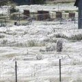 Izgleda kao sneg, a zapravo je nešto od čega ćete se naježiti: Pogledajte prizore koji nisu za plašljive (foto/video)