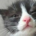 Sakate ih, pa ih ožive strujom da im produže patnju! Strašno otkriće BBC, u onlajn mreži mučitelja mačakai deca, nove snimke…