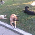 "Sve su podavili i ostavili, jednu patku i kokošku nismo našli": Užas kod Čačka, psi lutalice poklali živinu