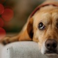 Ako se pas ovako ponaša, znači da mu je dosta gostiju. Stručnjak dešifruje ponašanje ljubimca - 4 znaka pokazuju da je pod…