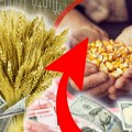 Како је почео фебруар на Продуктној берзи? Пшеница у првом плану, а ова житарица изненадила ценом