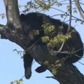 Medved se popeo na drvo usred grada: Bizaran slučaj u Americi, pojavio se neverovatan snimak (video)