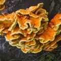 Šumsko pile, recept za pečurku koja ukusom podseća na piletinu