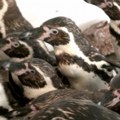 Kako se pingvini rashlađuju na vrućinama u Beo zoo vrtu (video)