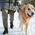 5 rasa pasa koje obožavaju hladno vreme: Gusto krzno štiti ih i od velikog minusa
