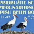 Počinje popis belih roda u Srbiji