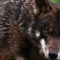 Vodič snimio očajničku borbu za život: Mladunče skočilo u reku da pobegne od vukova, ali čopor nije stao