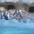 Četiri zeta stigla u Beograd – zoološki vrt bogatiji za četiri pingvina