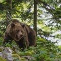 Studija pokazala da su medvedi koji u Italiji žive u blizini ljudi manje agresivni
