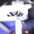 Naučnici u EU i SAD razvijaju robote-pčele zbog nestanka oprašivača