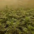 Две особе ухапшене у Суботици због производње и промета марихуане и канабиса