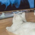 Mačke i TV ekrani: Šta ih fascinira, a šta im izaziva anksioznost?