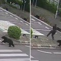 Medved uleteo u fabriku, pa počeo da "kida" ljude: Kamera snimila jeziv napad zveri, škole hitno zatvorene (video)