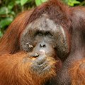 Orangutanima u Indoneziji preti izumiranje