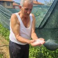 Jako nevreme kod Prijepolja, uništeni zasadi šljiva i krušaka
