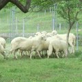 Zaraza u opštini na jugozapadu Srbije: Proglašeno ugroženo područje oko sela Nosoljin