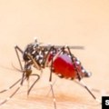 EU: Sve veći rizik od virusnih bolesti koje prenose komarci