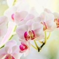 Nepopravljive greške sa orhidejama koje pravimo tokom leta