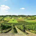 Male vinarije su važna karika u ravnomernom ekonomskom razvoju