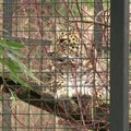Janga stigla na Palić sa "zadatkom" da produži vrstu persijskog leoparda