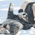 „Panda diplomatija” širi meku moć Kine