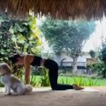 Vežbala jogu kad je uletela "zver" od 200 KG! Pas pobegao prvi glavom bez obzira video