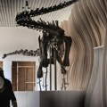 Fosilni ostaci tri dinosaurusa iz perioda Jure moći će da se kupe na aukciju u Londonu