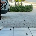 Ponela školjke sa plaže kući, a onda je usledio horor Torba počela da se pomera, ono što je izašlo neće zaboraviti dok je…