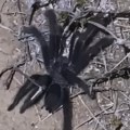 Zovu ga kralj "genitalija": Kada vidite novootkriveni rod tarantula, biće vam jasno i zašto (video)